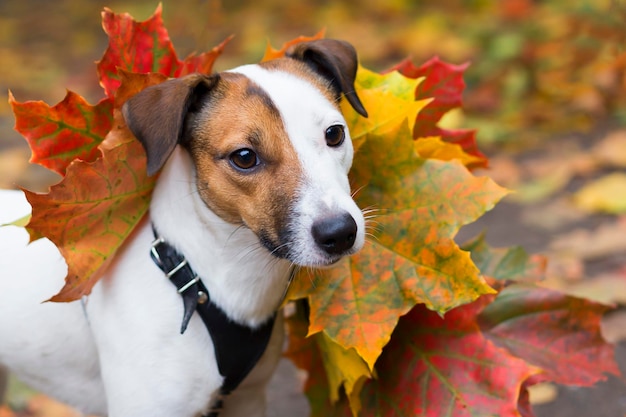 Jack Russell jesienią