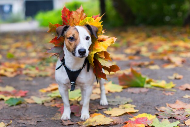 Jack Russell jesienią