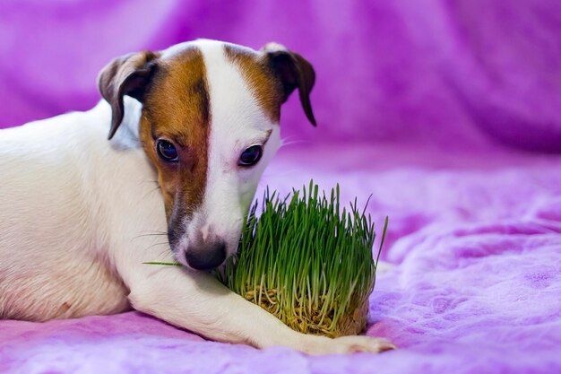 Jack Russell jest zabawny i piękny jedząc trawę