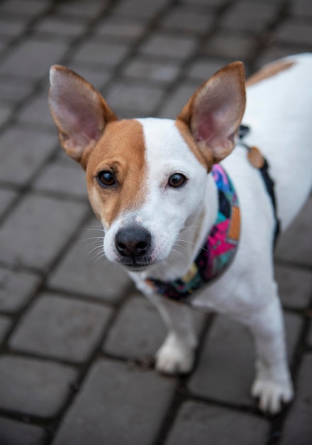 Jack Russell na chodniku