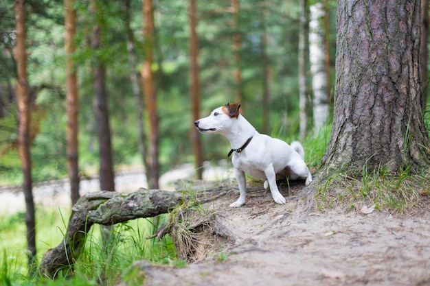 Jack Russell na spacer po lesie