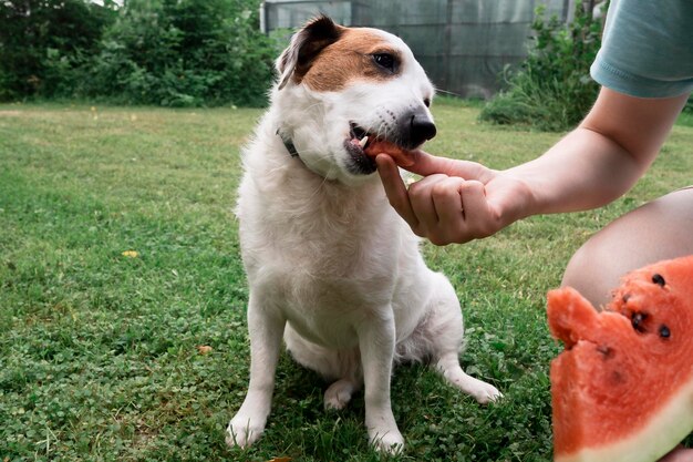 Jack Russell pies je arbuz