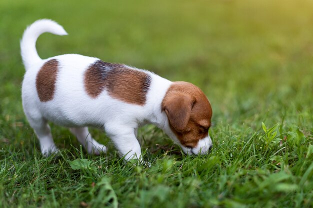 Jack Russell pies na trawy łące. Mały szczeniak chodzi w parku, lato