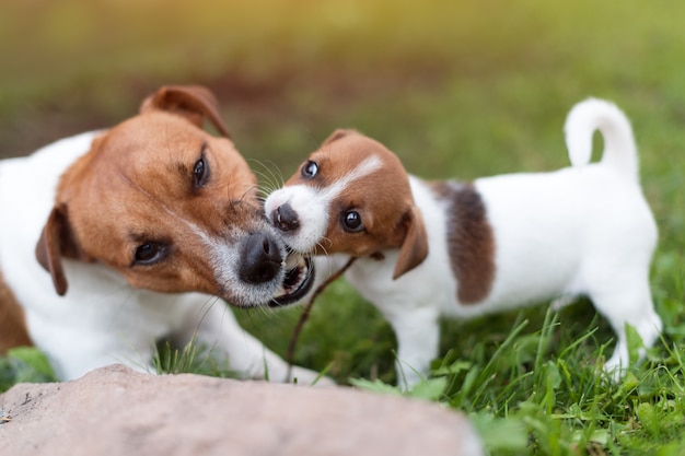 Jack Russell Psy Bawić Się Na Trawy łące. Szczeniak I Dorosły Pies Na Zewnątrz W Parku, Lato.