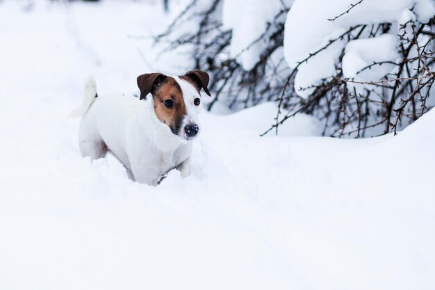 Jack Russell spacerujący po zaśnieżonym parku