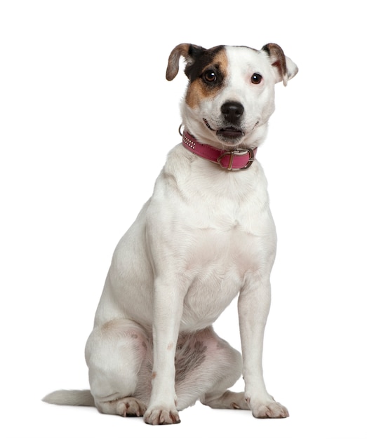 Jack Russell Terrier, 1 i pół roku. Portret psa na białym tle