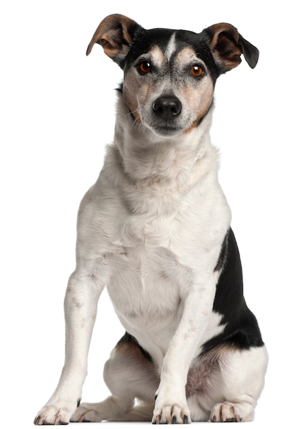 Jack Russell Terrier, 12 lat, siedzi