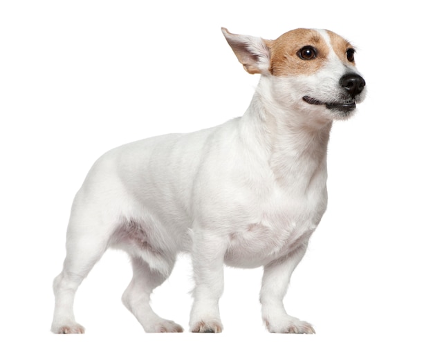 Jack Russell Terrier, 2 Lata. Portret Psa Na Białym Tle