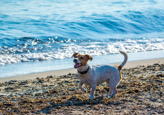 Jack russell terrier bawi się latem na plaży