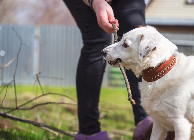 Jack Russell Terrier bawiący się kijem Koncepcja przyjaźni zwierzaków