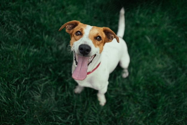 Zdjęcie jack russell terrier biega i skacze przed kamerą