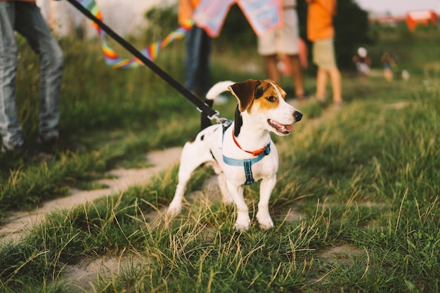 Jack Russell Terrier gra na zbliżenie trawy Pojęcie zwierząt