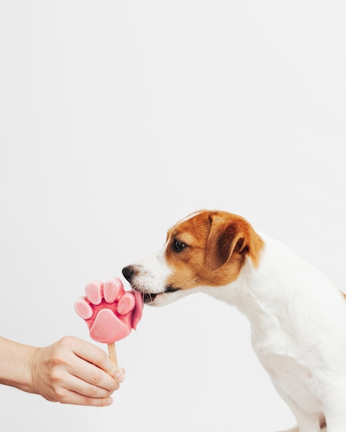 Jack Russell Terrier je lody na białym tle
