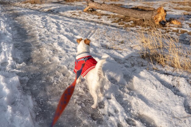 Jack russell terrier ma na sobie czerwony sweter podczas spaceru po śniegu w zimie