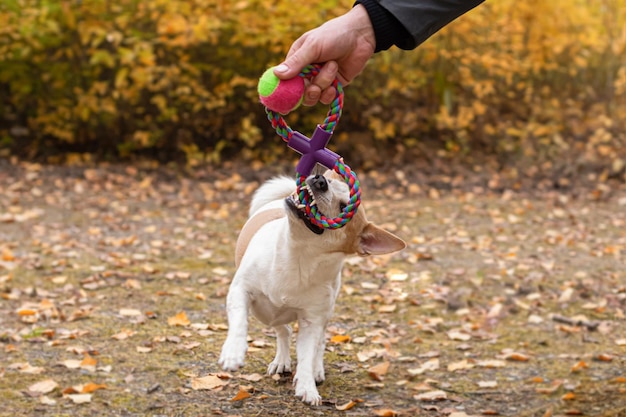 Jack Russell terrier Mały piesek bawi się jesienią zabawką