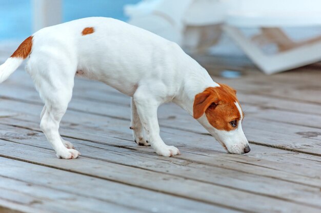 Jack Russell Terrier Na Drewnianym Tle