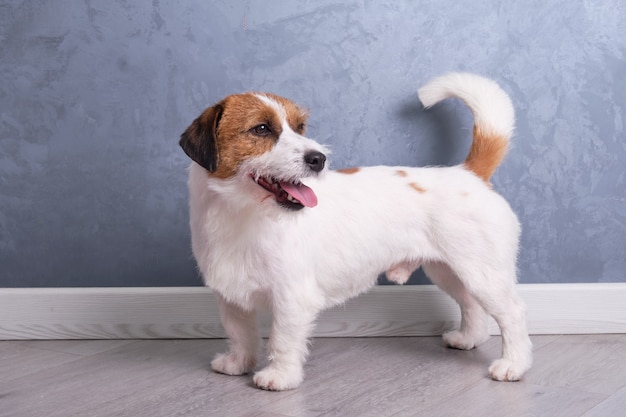 Jack Russell Terrier na stojaku pokazuje dobrze zadbaną sierść.