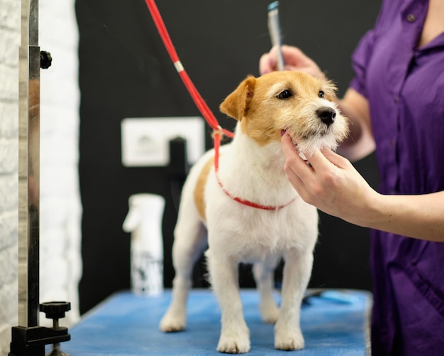 Jack Russell Terrier na stole do pielęgnacji