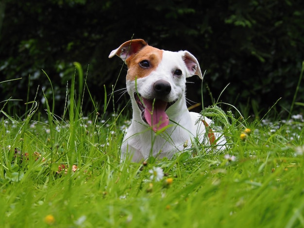Jack Russell Terrier na trawiastym polu
