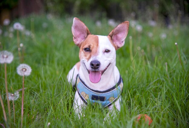 Jack Russell Terrier na trawie