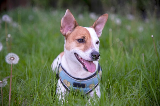 Jack Russell Terrier na trawie