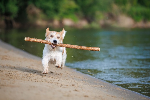 Jack Russell Terrier nosi laskę w ustach bawiąc się z psem w piasku na brzegu leśnej rzeki