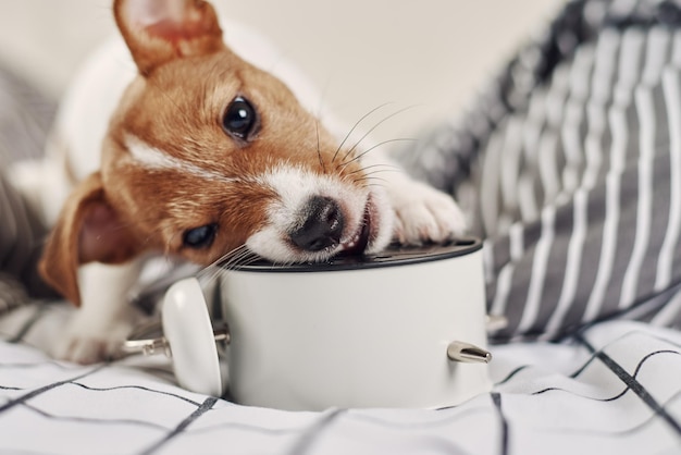 Zdjęcie jack russell terrier pies gryzie vintage budzik w łóżku obudź się i koncepcja poranka