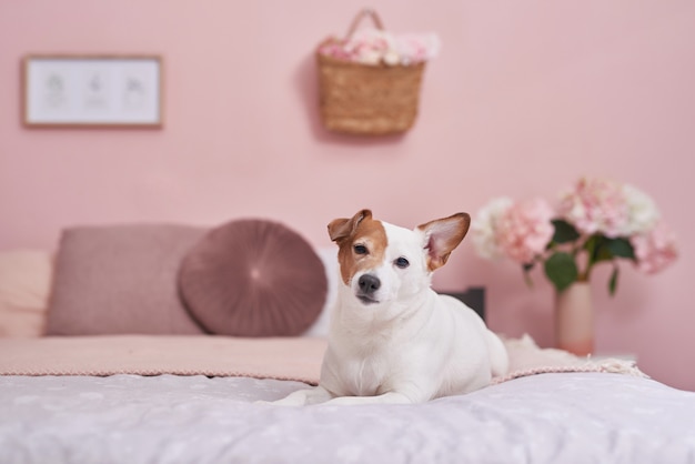 Jack Russell Terrier pies na łóżku we wnętrzu różu. Koncepcja hotelu dla zwierząt