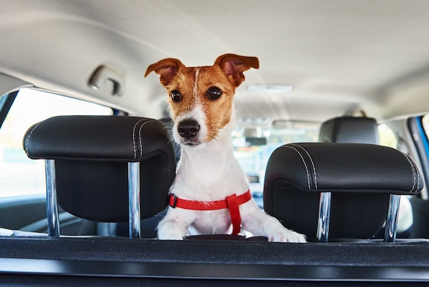 Jack Russell terrier pies patrząc z fotelika samochodowego.