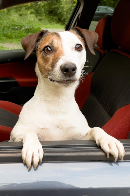 Jack Russell Terrier Pies pełnej krwi angielskiej w samochodzie Zwierzęta