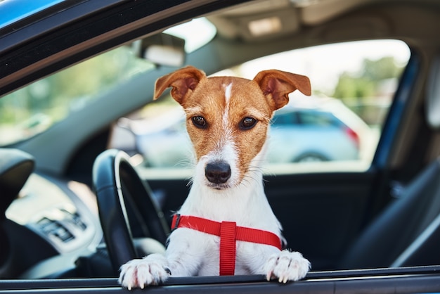 Jack russell terrier pies siedzi w samochodzie na siedzeniu kierowcy. Wycieczka z psem