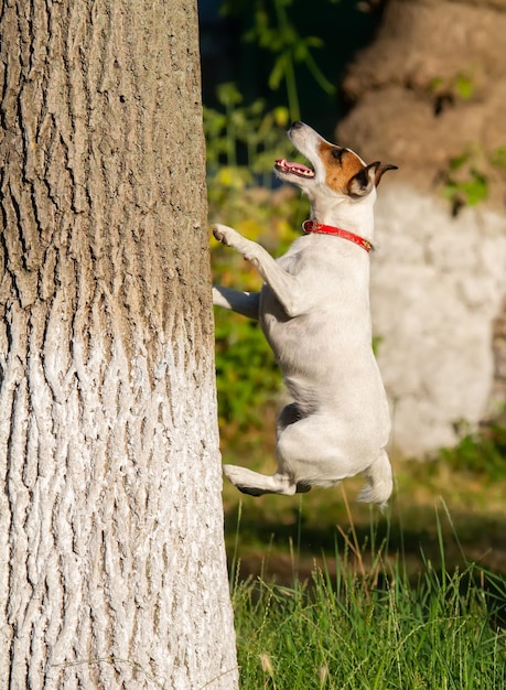 Jack Russell Terrier Pies skacze, próbuje wspiąć się na drzewo