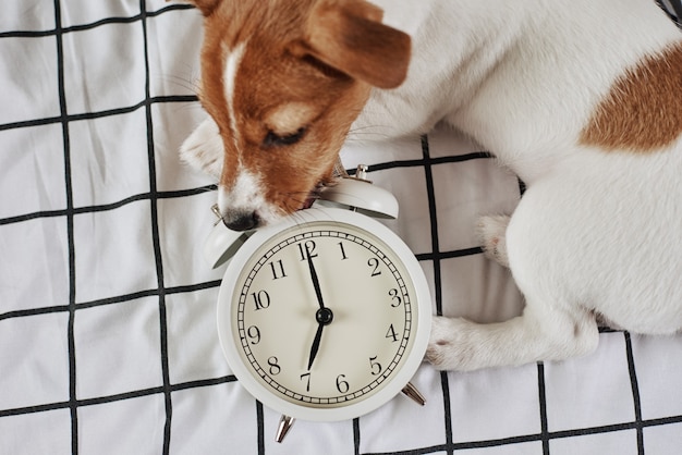 Jack russell terrier pies skubie vintage budzik w łóżku. Obudź się i poranna koncepcja