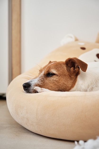 Jack russell terrier pies śpi w łóżku z bliska portret