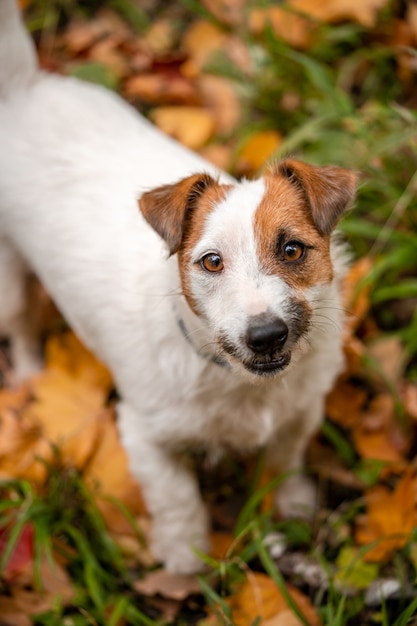 Jack russell terrier pies z dużą ilością żółtych i czerwonych jesiennych liści wokół. Spacer z psem w parku jesienią