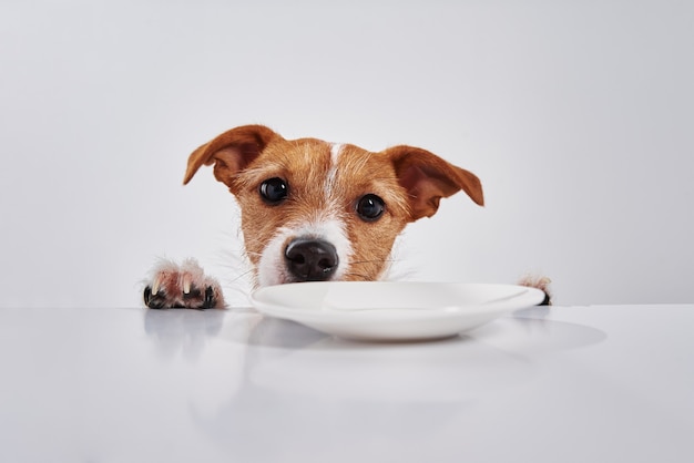 Jack Russell terrier pies z pustym talerzem na stole