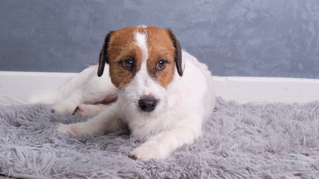 Jack Russell Terrier po przycięciu leży na dywanie przy szarej ścianie