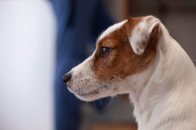 Jack Russell terrier portret psa w profilu zbliżenie