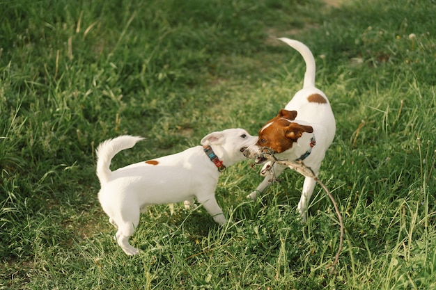 Jack Russell Terrier psy na łące. Jack Russell Terrier psy w przyrodzie.