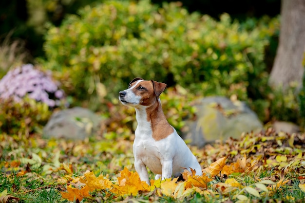 Jack Russell Terrier siedzi na liściach w ogrodzie jesienią