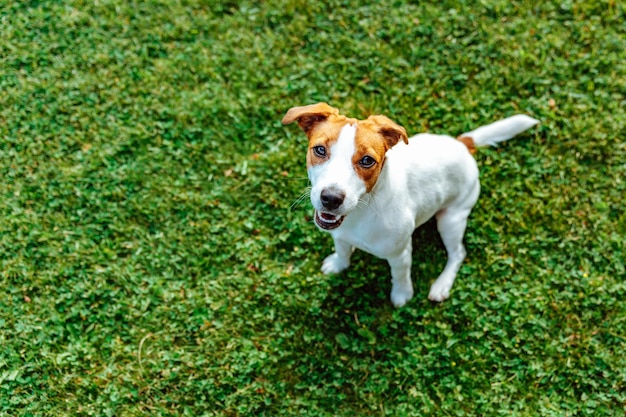 Jack Russell Terrier Siedzi Na Trawie