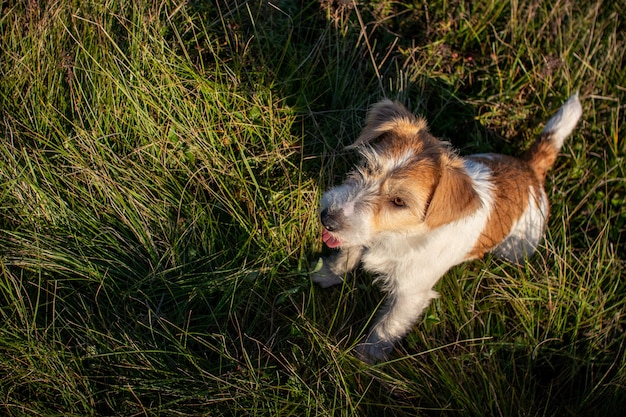 Jack russell terrier siedzi na zielonej trawie o zachodzie słońca