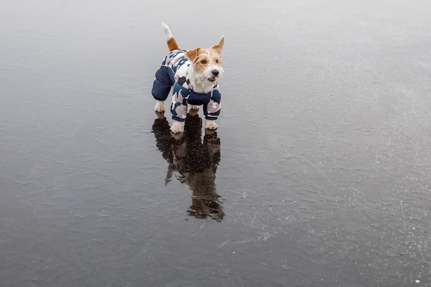 Jack Russell Terrier stoi na lodzie jeziora w zimowym lesie Pies w niebieskiej ciepłej kurtce puchowej na tle zielonych sosen Zwierzę odbija się w zamarzniętej wodzie