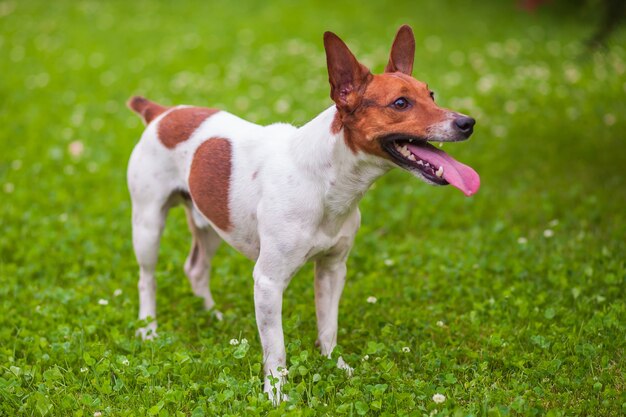 Jack Russell Terrier stoi na trawie