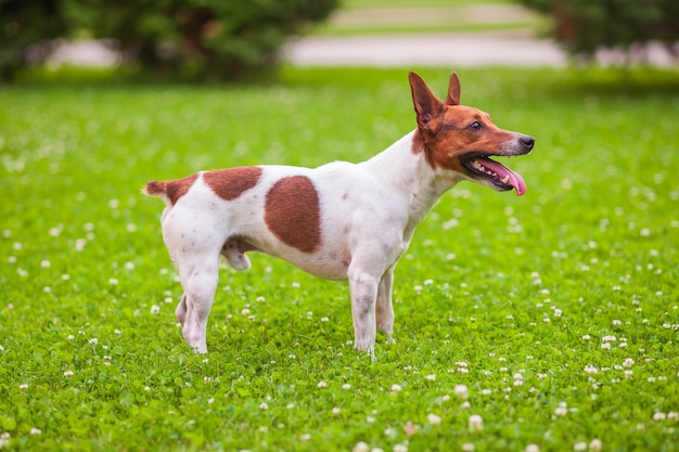 Jack Russell Terrier stoi na trawie