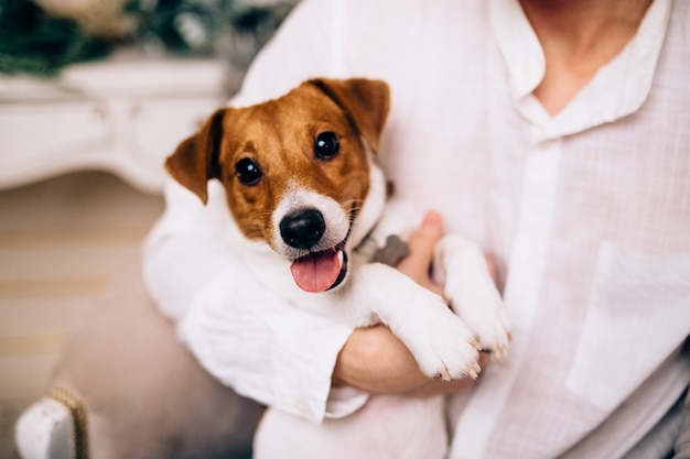 Jack russell terrier szczeniak gra