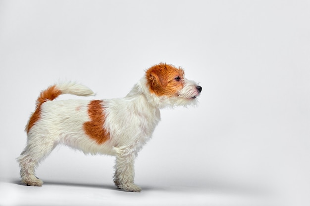 Jack Russell Terrier szczeniak na białym tle