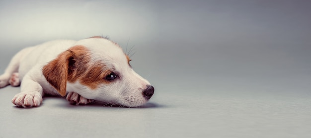 Jack Russell Terrier szczeniak w pozycji leżącej