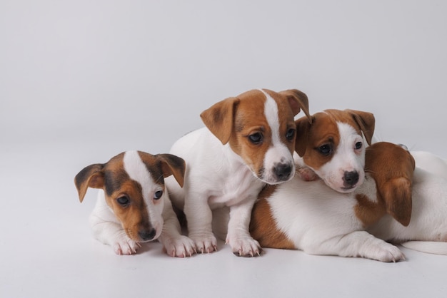 Jack russell terrier szczenięta na czystym białym tle