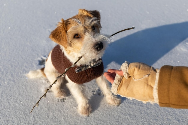 Jack Russell Terrier w brązowym swetrze z dzianiny gryzie w ustach gałązkę z pierwszymi wiosennymi pąkami Pies na lodzie oferuje dziewczynie kij